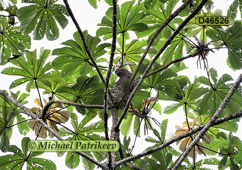 Brown-throated Sloth (Bradypus variegatus)
